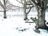 The Tree trees winter 2