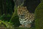 Amur Leopard - Esra