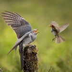 1st Nature Dylan Harries   Having a debate-2