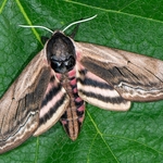 Privet hawk moth. (Sphinx ligustris)