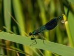 Banded Demoiselle