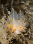 Amphorina andra