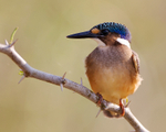 Malachite Kingfisher (immature) perched on a branch