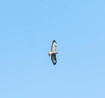 15th March Soaring