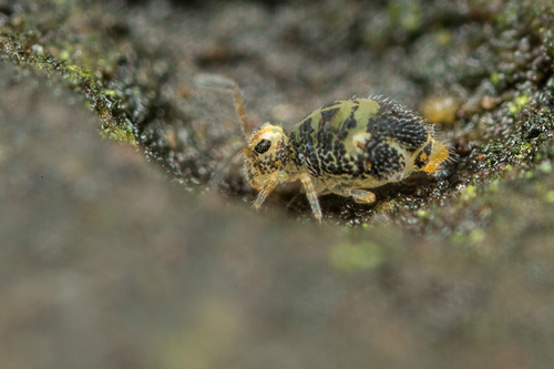 The "novel" Katiannid springtail currently designated [i]Katiannidae genus nov.1 sp. nov.[/i]. On a wall, Staffordshi…