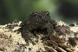 Macro day with Chameleon Photography portfolio