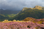 Moody Heather