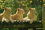 Asiatic lion cubs watching (Cotswold Wildlife Park)