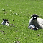 spring lambs loweswater