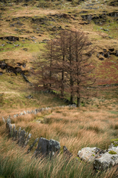 Draw i'r Llarwydd