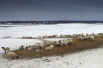 Sheep in Winter, Maiden Castle, Dorchester, Dorset