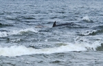 Bottlenose Dolphin