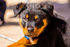 Rottweiler puppy-2740