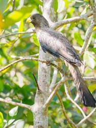 Plantain Eater
