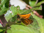 Large Skipper