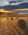 Golden Harvest - Saltburn by the sea