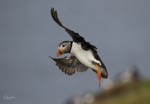 Puffen Flying 10