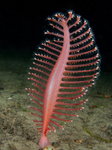 Pennatula phosphorea