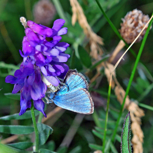 A goldenrod crab spider has caught a Silvery Blue butterfly. This spider species can change color chameleon like and…