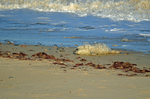 Atlantic Grey Seal