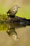 Song Thrush