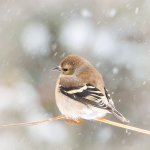 AMERICAN GOLD FINCH