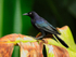 Carib Grackle (male), St Lucia