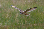 Short Eared Owl.
