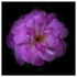 Flowers - Studio Series-6