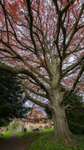 Day 23 - St Barbara's Copper Beech
