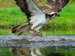 Rothiemurchus Osprey close-up with trout