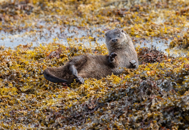 Eurasian Otter - Isle of Mull - Scotland