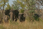 Elephants - Krüger NP, South Africa