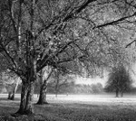 Trees in morning light portfolio