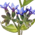 Italian Bugloss (Anchusa hybrida) MYN in the garden at Podere Montecucco, Orvieto