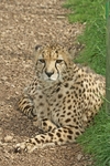 Mephisto - Cheetah at WHF