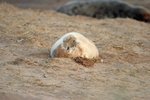 Atlantic Grey Seal