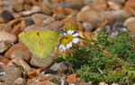 Clouded Yellow