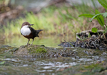 Dipper - Cinclus cinclus
