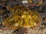 Taurulus bubalis