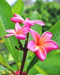Plumeria flowers
