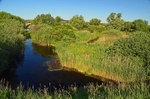 Parížske močiare, Nitra region, Slovakia