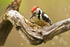 Middle-spotted Woodpecker