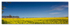 Yellow-and-Blue