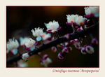 Cimicifuga racemosa 'Atropurpurea' 2