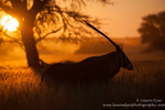 Oryx Sunrise