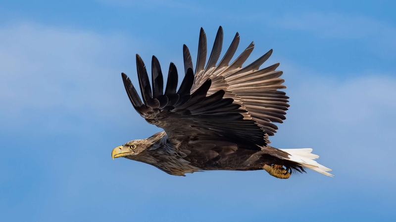White Tailed Eagle - Isle of Mull - Scotland