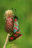 Six-spotted Burnet Moth