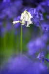 White Bell