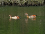 Egyptian Geese